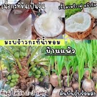 ราคา ต้นมะพร้าวกะทิเนื้อฟู เป็นมะพร้าวน้ำหอมต้นเตี้ยเนื้อกะทิ พันธุ์แท้ บ้านแพร้ว ลูกดก น้ำหวานเนื้อฟู คัดสรรพันธุ์ ลูกพันธุ์ (24617402225)