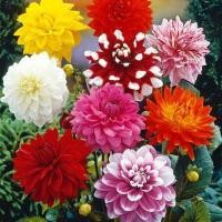 ราคา 20 เมล็ด ดอกรักเร่ ดอกไม้ความสง่างาม รวมทุกสี คละสี Dahlia Seeds รหัสชุดสินค้า Landscaping (41572931161)