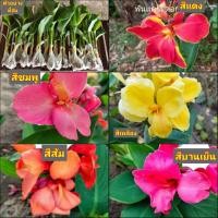 ราคา (สั่งขั้นต่ำ5ต้น) ต้น พุทธรักษา พุทธรักษาแคระ ต้นพุทธรักษา ต้นพุทธรักษาแคระ พุทธรักษา แคระ (21471558711)