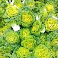 ราคา เมล็ดพันธุ์ ผักกวางตุ้ง แทตฉ่อย หรือกวางตุ้ง ดอกไม้ไฟ( Tat Soi Chinese flat cabbage)บรรจุ 300 เมล็ด (49652851228)