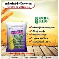 ราคา ข้าวโพดหวาน ไฮบริกซ์ 3 แปซิฟิค 1 kg. allaboutplants (25959677891)
