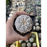 ราคา กระบองเพชร แคคตัส แอสโตรไฟตัม ซุปเปอร์ คาบูโตะ วีไทป์ (cactus astrophytum super kabuto v-type) (23015514174)