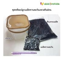 ราคา 1 ชุด : เมล็ดพันธุ์ทานตะวันเพาะต้นอ่อน พร้อมวัสดุปลูก รับปุ๊บ ปลูกปั๊บ เพาะง่าย โตไว ต้นอวบกรอบ ประกอบอาหารได้หลายเมนู (4856984801)
