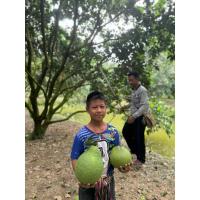 ราคา กิ่งพันธุ์ส้มโอทับทิมสยามของแท้ (27134477250)