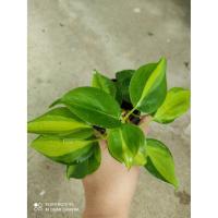 ราคา พลูบราซิล ต้นพลูเรือนแก้ว Philodendron brazil กระถาง 3-4 นิ้ว 59 บาท ส่งคละสีนะคะ มีสีเขียว สีด่าง สีทอง (3770321876)