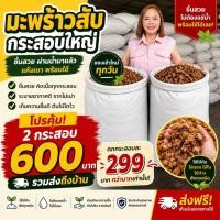 ราคา มะพร้าวสับหมักพร้อมใช้ กระสอบใหญ่กว่า 10 กก. 2กระสอบถูกกว่า 299 บาท ส่งฟรี! คุ้มค่ามาก ใช้ดีเว้อ มีรีวิวจากผู้ใช้จริง (12059012647)