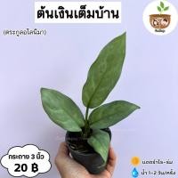ราคา ต้นเงินเต็มบ้าน จัดส่งที่ 2 ต้นขึ้นไป คละแบบได้ (28053091837)