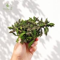 ราคา ไดโนเสาร์ใบหยัก Euphorbia decaryi แตกกอเกิน 3 ต้น ยูโฟเบีย กระบองเพชร แคคตัส ไม้อวบน้ำ cactus succulent (50560541820)
