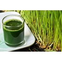 ราคา เมล็ดข้าวสาลี สำหรับปลูกต้นอ่อน Wheatgrass (2309456643)