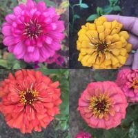 ราคา เมล็ดพันธ์ดอกบานชื่นคละสี (6150986816)