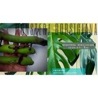 ราคา กิ่งมอนสเตร่าเลื้อย Monstera borsigiana i/มอนสเตร่าบอร์สิเจียน่า/หรือตระกูลมอนสเตร่าอัลโบ้ด่าง/มีราก (3754777100)