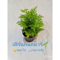 ราคา ต้นเฟิร์นกนกนารี ส่งพร้อมกระถาง 3 นิ้ว (22972475065)