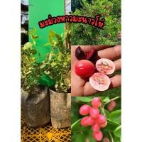 ราคา มะม่วงหาวมะนาวโห่ ความสูง 30-40 ซม. (49805679583)