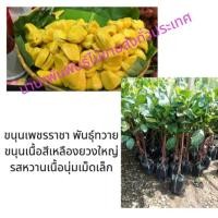 ราคา ต้นขนุนเพชรราชา ขนุนเพชรราชาพันธุ์ทวายขนุนเนื้อสีทองยวงใหญ่รสหวานเนื้อนุ่มเมล็ดเล็ก แม่ค้านิยมนำมาขาย (2773287044)