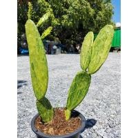 ราคา E9- เสมาด่าง 1 ต้น # ตอด่าง เสมา โอพันเทีย โอพันเทียด่าง opantia​ Cactus แคคตัส กระบองเพชร ไม้อวบน้ำ ไม้กราฟ ราคาถูก​ (6094103184)