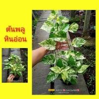 ราคา ต้นพลูหินอ่อน พลูด่าง (10166951198)