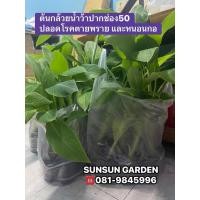 ราคา ต้นกล้วยน้ำว้าพันธุ์ปากช่อง50 (จำนวน 20 ต้น) จากแล็บเพาะเลี้ยงเนื้อเยื่อปลอดโรคตายพรายและหนอนกอ ต้นอายุ 3 เดือน (57411997886)