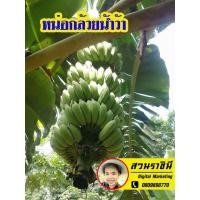 ราคา หน่อกล้วยน้ำว้า ออกเครืออย่างใหญ(2 หน่อ) กล้วยน้ำว้าพันธืดี จากสวนราชินี เจ้าของสวนขายเอง (11544962688)