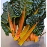 ราคา เมล็ดพันธุ์ สวิสชาร์ด สีส้ม (Orange Swiss Chard Seed) บรรจุ 15เมล็ด (42979030638)