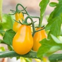 ราคา เมล็ด มะเขือเทศ แพร์เหลือง ( Yellow Pear Tomato ) บรรจุ 10 เมล็ด (6654571016)