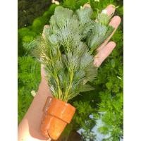 ราคา สาหร่ายหางกระรอก พร้อมกระถาง (43024911657)