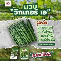 ราคา เมล็ดบวบเหลี่ยม วิกเกอร์เอ F1 ตราศรแดง ขนาด50กรัม Luffa seeds เมล็ดพันธุ์บวบเหลี่ยม เมล็ดพันธุ์ผัก เมล็ดผักสวน (10050160151)