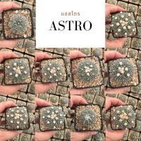 ราคา 12 Astro Nohakuten, แอสโตร โนฮาคุเท็น Cactus กระบองเพชร แคคตัส (28109286352)