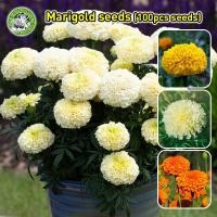 ราคา งอกง่าย ดอกดาวเรือง Marigold Flower Seed สายพันธุ์ Marigold Super Hero เมล็ดพันธุ์ ดาวเรืองแอฟริกา African Marigold Seed (29331416348)