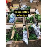 ราคา ต้นกล้ากาแฟอาราบิก้า คาติมอร์ แท้100% 1ชุด มี50ต้น ต้นกล้าพร้อมปลูกลงดิน ใส่ปุ๋ยปีละ2ครั้ง (7881341020)