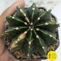 ราคา แคคตัส ยิมโนLB HYBRID ด่าง ไม้เมล็ด 5cm !!ส่งฟรี!! กระบองเพชร แคคตัส (9301601581)