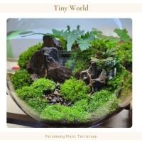 ราคา สวนขวดแก้ว Terrarium ทรงกลม 14 x17 ซม. ของเเต่งบ้าน ของขวัญ (25179490739)