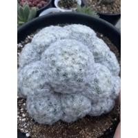ราคา แมมขนนกขาว ( Mammillaria plumosa) กระบองเพชร แคคตัส (15990477010)