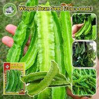 ราคา สินค้าดี มีคุณภาพ เมล็ดพันธุ์ ถั่วพู ถั่วพูยักษ์ ถั่วพูยาว Winged Bean Seed Vegetable Seeds เมล็ดพันธุ์ผัก ผักออร์แกนิก (25293358524)
