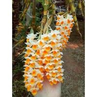 ราคา กล้วยไม้เอื้องม่อนไข่ ดอกสีสวย ไม้หายาก (44758474556)