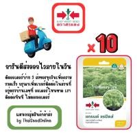 ราคา GG x 10 เมล็ดผักซองศรแดง แกรนด์ แรปิดส์ ผักกาดหอม สินค้ายกแพ็ค (43214888207)