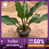 ราคา ต้นเศรษฐีรวยทรัพย์ ไม้มงคล (9694616761)