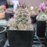 ราคา แคคตัส cactus แมมหนามตะขอแดง (16364646799)