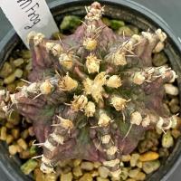 ราคา ❤️❤️มีส่งด่วน❤️❤️ยิมโน โคลน Horn Frog/Cactus /Gymno/Gymnocalycium/แคคตัส/ยิมโนด่าง/ไม้ชำหน่อ​ (47754412751)
