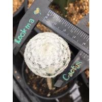 ราคา ไม้กราฟแมมลูกกอล์ฟยักษ์อิลิแกนซ์ โคลนญี่ปุ่น mammillaria humboldtii grating (22136467446)