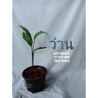ราคา ว่านดอกทองเขมร ว่านดอกทองปราจีน ว่านดินสอฤาษีตัวเมีย ว่านมหาเสน่ห์ดอกทอง ว่านมงคล (12425848213)