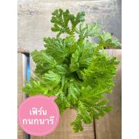 ราคา เฟิร์นกนกนารีอยู่ในห้องนอนได้ ส่งพร้อมกระถางขนาด3นิ้ว (23435084998)