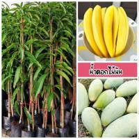 ราคา ต้นมะม่วงน้ำดอกไม้มัน กินได้ทั้ง ดิบและสุก (ดิบจะกรอบมัน สุกจะหวานหอม) ขนาด 60-80 ซม. (40522999016)