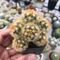ราคา Mammillaria carmenae แมม คามิเน่ เหลือง-ส้ม (3541859380)