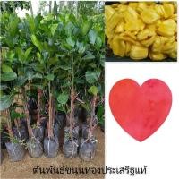 ราคา ขายต้นพันธุ์ขนุนทองประเสริฐแท้ ลำต้นสูง มากกว่า 60 cm ขนุนพันธุ์ทองประเสริฐ ทองประเสริฐ ต้นขนุน ขนุนกิ่งทาบ ต้นใหญ่ (16624892472)