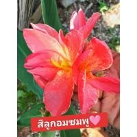 ราคา ถูกสุดต้นพุทธรักษาสีชมพู(ลูกกวาด)พันธุ์แคระหน่อใหญ่ (27883649203)