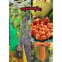 ราคา ขนุนแดงสุริยา (กิ่งทาบ) ความสูง 50-80 ซม. (50005653566)