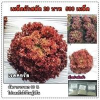 ราคา เมล็ดสลัดเรดคอรัล เรดโครัล Red coral ถูกสุด 500 เมล็ด มีคู่มือ (2742634203)