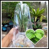 ราคา ชะพลู20ต้น99บ.ตัดใบล้างราก ผักสวนครัว ชะพลู (6423123758)