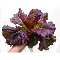 ราคา เมล็ดพันธุ์ ผักสลัด เรดคอส โรเมน (Red Cos Romaine Lettuce Seed) บรรจุ 500 เมล็ด (46206774687)