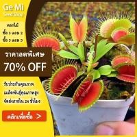 ราคา GEMI 100เมล็ด เมล็ดพันธุ์ กาบหอยแครง พืช​กิน​แมลง ​ กับดักงับแมลง ต้นไม้กินแมลง (51055003364)
